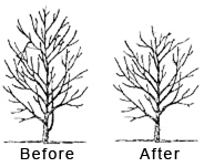 Crown Reduction